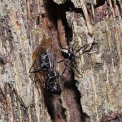 Euryopis sp. (genus) at Wellington Point, QLD - 11 Aug 2023