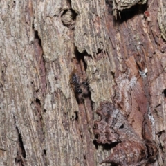 Euryopis sp. (genus) at Wellington Point, QLD - 11 Aug 2023