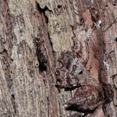 Euryopis sp. (genus) at Wellington Point, QLD - 11 Aug 2023 11:51 AM