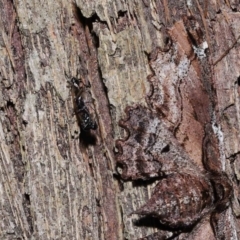 Euryopis sp. (genus) at Wellington Point, QLD - 11 Aug 2023