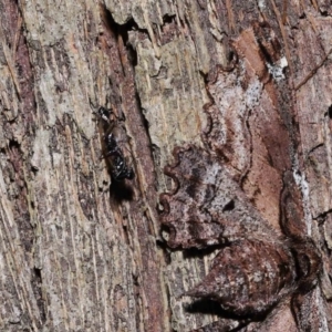 Euryopis sp. (genus) at Wellington Point, QLD - 11 Aug 2023