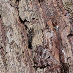 Euryopis sp. (genus) at Wellington Point, QLD - 11 Aug 2023