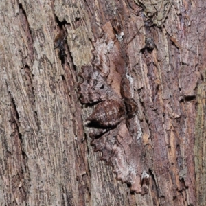 Pholodes sinistraria at Wellington Point, QLD - 11 Aug 2023