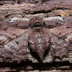 Pholodes sinistraria at Wellington Point, QLD - 11 Aug 2023