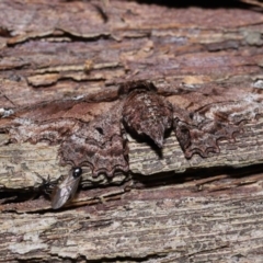 Pholodes sinistraria at Wellington Point, QLD - 11 Aug 2023