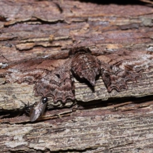 Pholodes sinistraria at Wellington Point, QLD - 11 Aug 2023 11:52 AM