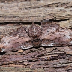 Pholodes sinistraria at Wellington Point, QLD - 11 Aug 2023