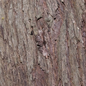 Pholodes sinistraria at Wellington Point, QLD - 11 Aug 2023