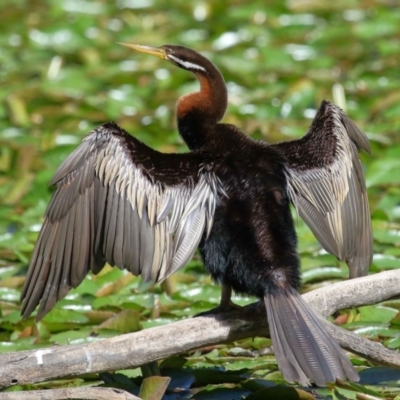 Anhinga novaehollandiae (Australasian Darter) at Wellington Point, QLD - 19 Aug 2023 by TimL