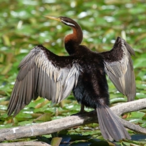 Anhinga novaehollandiae at Wellington Point, QLD - 19 Aug 2023