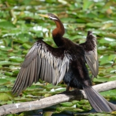 Anhinga novaehollandiae at Wellington Point, QLD - 19 Aug 2023