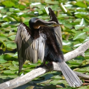 Anhinga novaehollandiae at Wellington Point, QLD - 19 Aug 2023