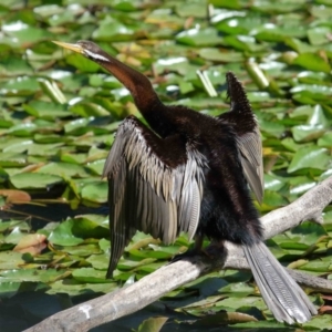 Anhinga novaehollandiae at Wellington Point, QLD - 19 Aug 2023