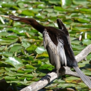 Anhinga novaehollandiae at Wellington Point, QLD - 19 Aug 2023 09:38 AM