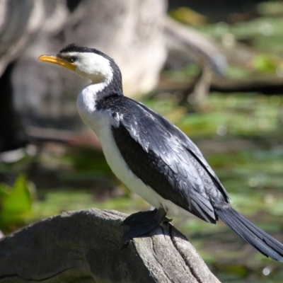 Microcarbo melanoleucos (Little Pied Cormorant) at Wellington Point, QLD - 19 Aug 2023 by TimL