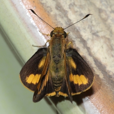 Ocybadistes walkeri (Green Grass-dart) at Wellington Point, QLD - 19 Aug 2023 by TimL