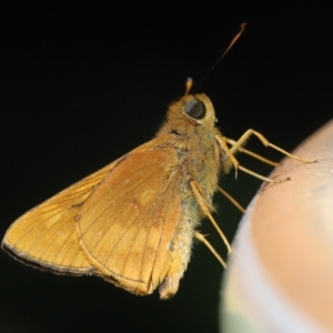 Ocybadistes walkeri at Wellington Point, QLD - suppressed