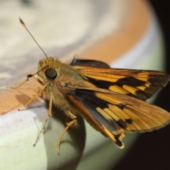 Ocybadistes walkeri at Wellington Point, QLD - suppressed