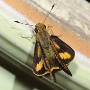 Ocybadistes walkeri at Wellington Point, QLD - suppressed