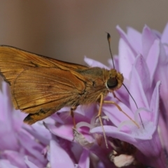 Ocybadistes walkeri (Green Grass-dart) at Wellington Point, QLD - 19 Aug 2023 by TimL