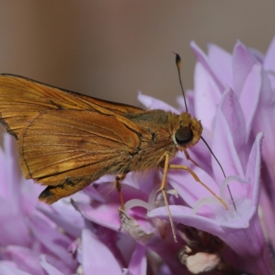 Unidentified Skipper (Hesperiidae) at Wellington Point, QLD - 19 Aug 2023 by TimL