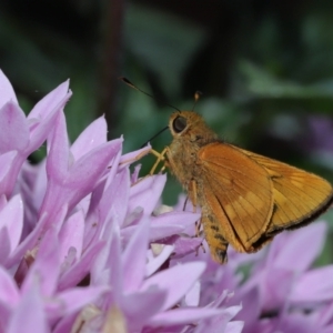 Ocybadistes walkeri at Wellington Point, QLD - suppressed