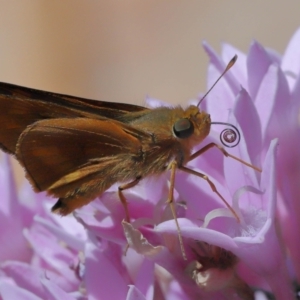 Ocybadistes walkeri at Wellington Point, QLD - suppressed