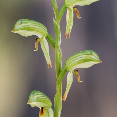 Bunochilus umbrinus (Broad-sepaled Leafy Greenhood) at Mount Jerrabomberra QP - 20 Aug 2023 by aussiestuff