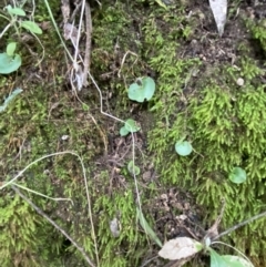 Corysanthes grumula (Stately helmet orchid) at Tidbinbilla Nature Reserve - 13 Aug 2023 by Tapirlord