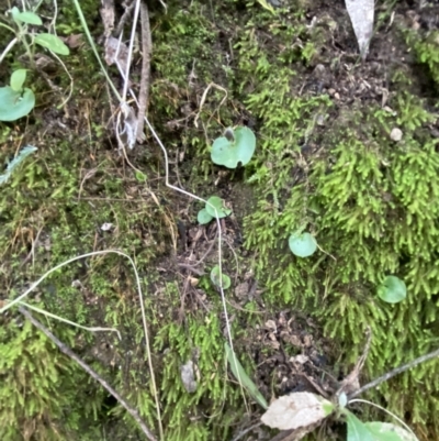 Corysanthes grumula (Stately helmet orchid) at Paddys River, ACT - 13 Aug 2023 by Tapirlord