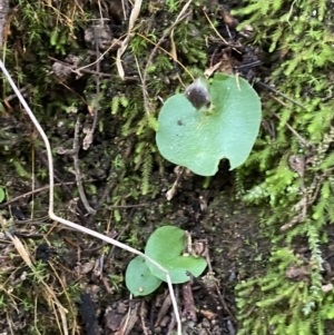 Corysanthes grumula at suppressed - 13 Aug 2023