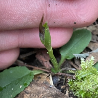 Pterostylis pedunculata (Maroonhood) at Tidbinbilla Nature Reserve - 13 Aug 2023 by Tapirlord