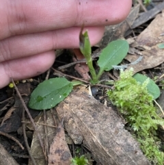 Pterostylis pedunculata at Paddys River, ACT - suppressed