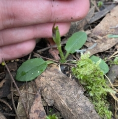 Pterostylis pedunculata at Paddys River, ACT - suppressed