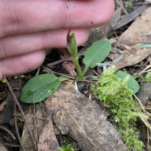 Pterostylis pedunculata at Paddys River, ACT - suppressed