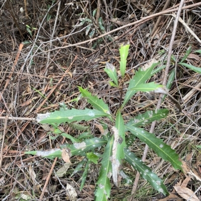 Lomatia myricoides (River Lomatia) at Paddys River, ACT - 13 Aug 2023 by Tapirlord