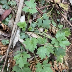 Ranunculus lappaceus (Australian Buttercup) at Paddys River, ACT - 13 Aug 2023 by Tapirlord