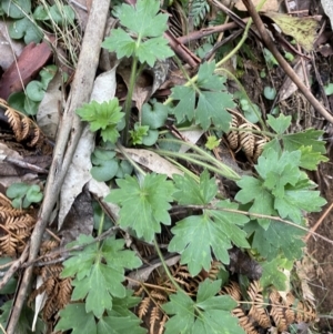 Ranunculus lappaceus at Paddys River, ACT - 13 Aug 2023