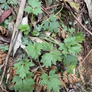 Ranunculus lappaceus at Paddys River, ACT - 13 Aug 2023