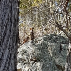 Wallabia bicolor (Swamp Wallaby) at Ginninderry Conservation Corridor - 15 Aug 2023 by johnpugh