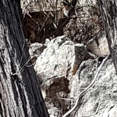 Wallabia bicolor at Strathnairn, ACT - 15 Aug 2023