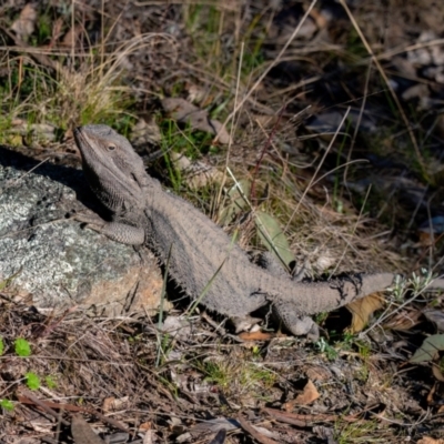 Pogona barbata (Eastern Bearded Dragon) at Tuggeranong Hill - 20 Aug 2023 by Ouzodog