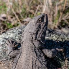 Pogona barbata at Conder, ACT - suppressed