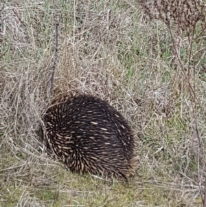 Tachyglossus aculeatus at Strathnairn, ACT - 15 Aug 2023