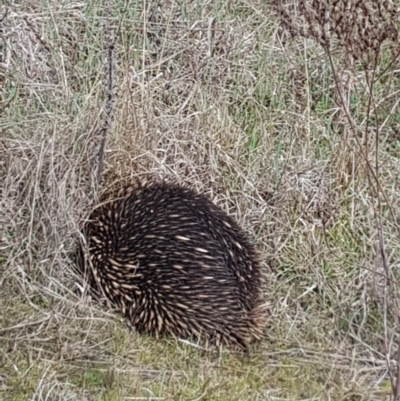 Tachyglossus aculeatus (Short-beaked Echidna) at Strathnairn, ACT - 15 Aug 2023 by johnpugh