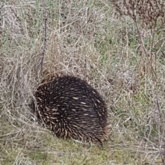 Tachyglossus aculeatus (Short-beaked Echidna) at Strathnairn, ACT - 15 Aug 2023 by johnpugh