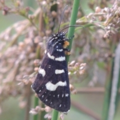 Phalaenoides tristifica (Willow-herb Day-moth) at Tuggeranong, ACT - 25 Feb 2023 by MichaelBedingfield