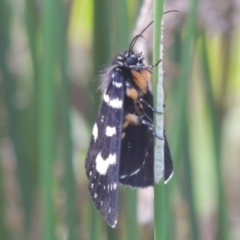 Phalaenoides tristifica at Tuggeranong, ACT - 25 Feb 2023 05:33 PM