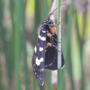 Phalaenoides tristifica at Tuggeranong, ACT - 25 Feb 2023 05:33 PM