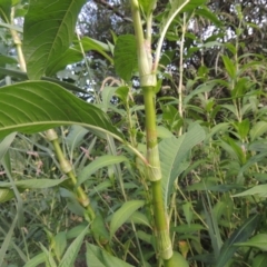 Persicaria lapathifolia at Tuggeranong, ACT - 25 Feb 2023